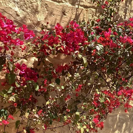 Couette-café Ellie Boo